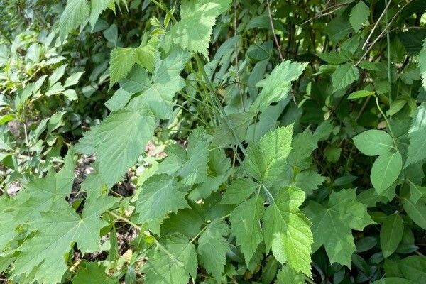 Thimbleberry