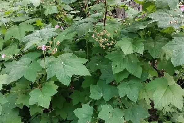 Thimbleberry