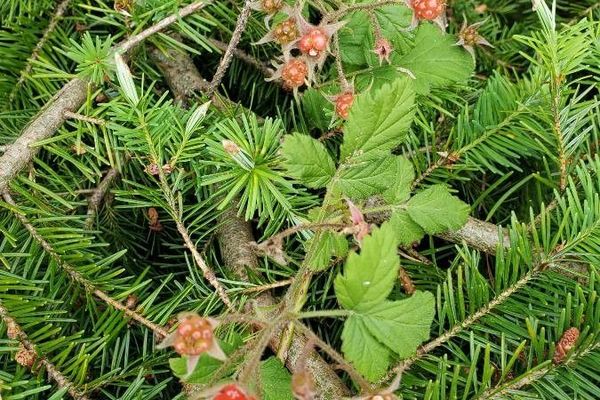 Japanese raspberry