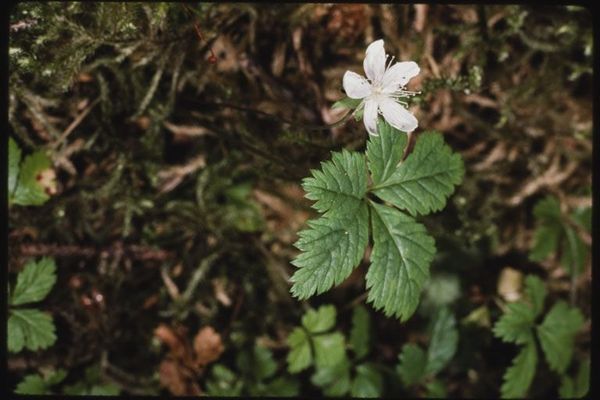Strawberryleaf raspberry