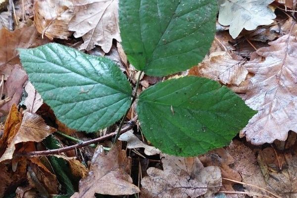 Rubus pedemontanus
