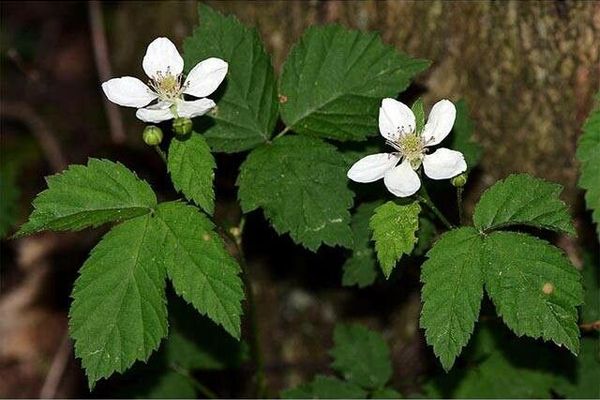Pennsylvania blackberry
