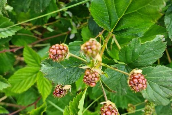 European blackberry