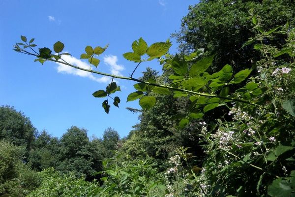 Himalayan giant blackberry