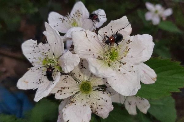 Pruinose bramble