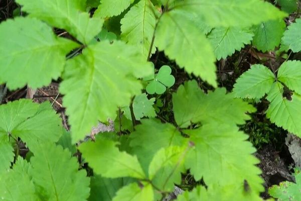 Dwarf raspberry
