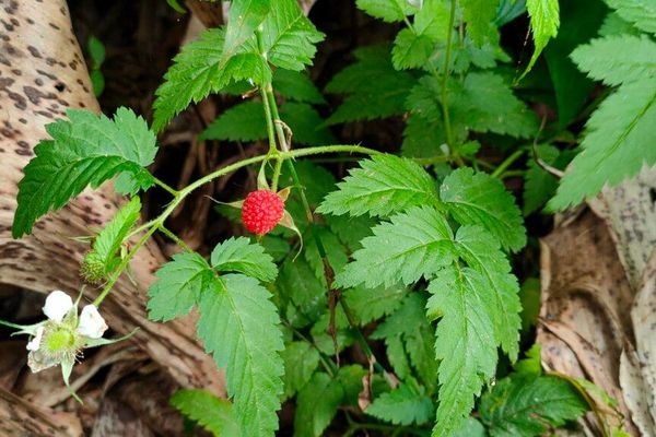 Bramble-of-the-cape