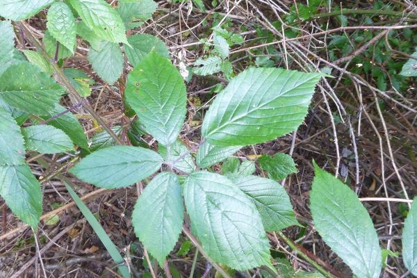 Purple-glandular bramble