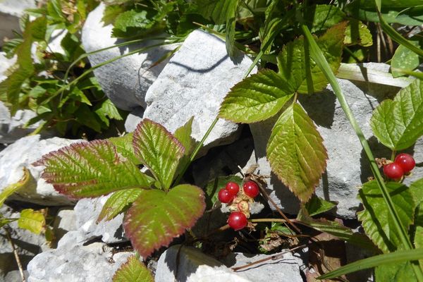 Stone bramble