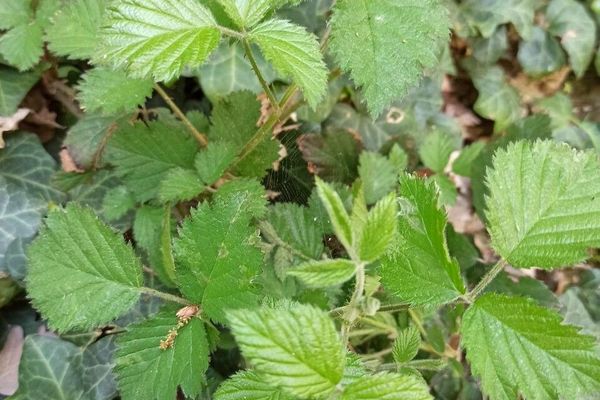 Rubus schleicheri