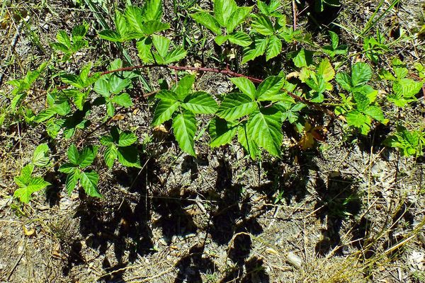 Red-fruited bramble