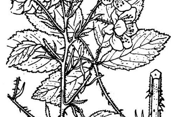 Wood bramble
