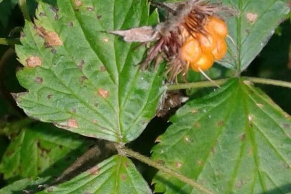 Salmonberry