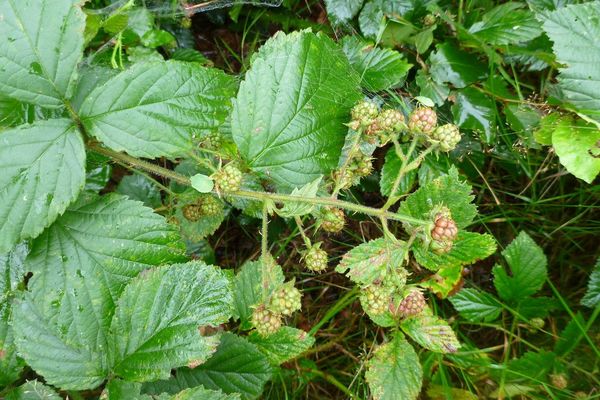 Sprengel's bramble