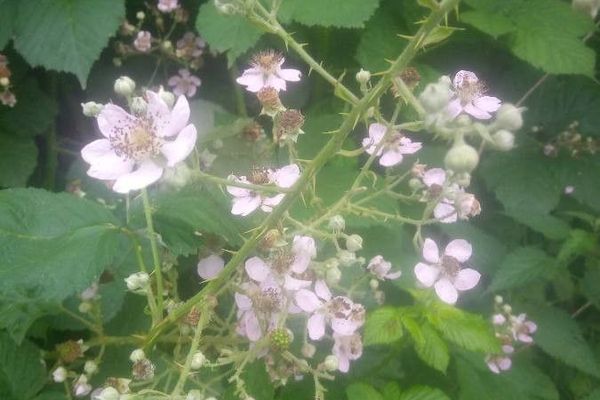 Rubus sulcatus