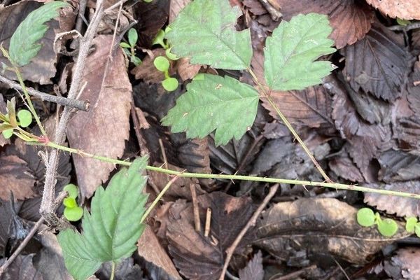 Southern dewberry