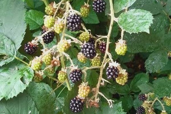 Elm-leaf blackberry