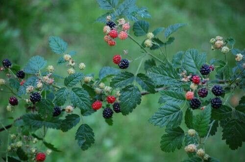 Pacific blackberry