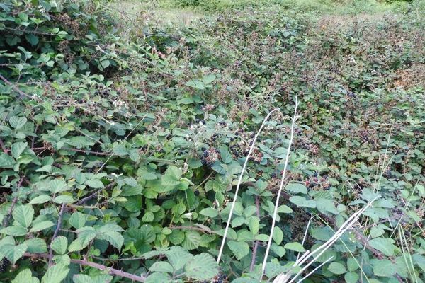 European blackberry