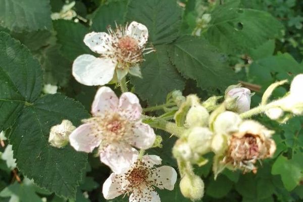 Rubus wahlbergii