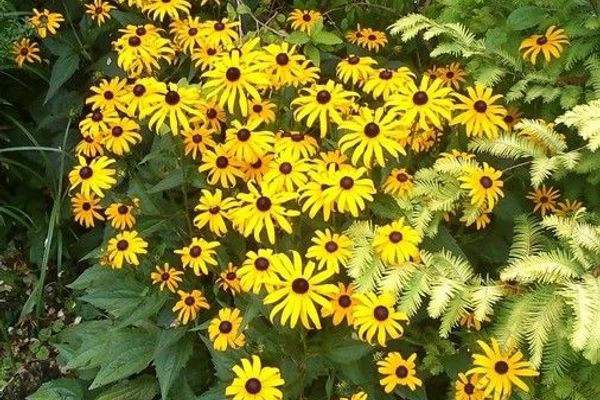 Orange coneflower