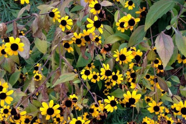 Black-eyed-susan