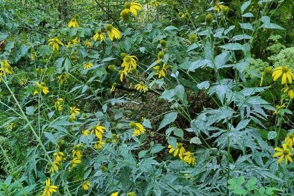 Tall coneflower