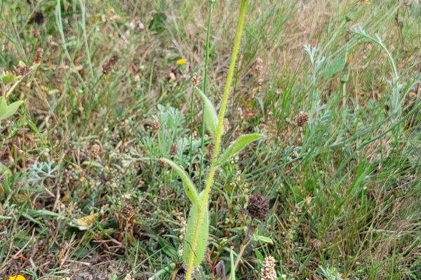 Thin-leaf coneflower