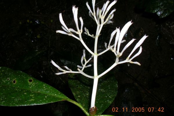 Rudgea jasminoides