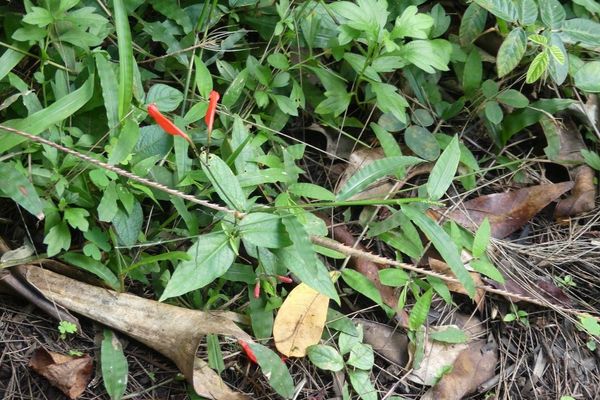 Tropical wild petunia