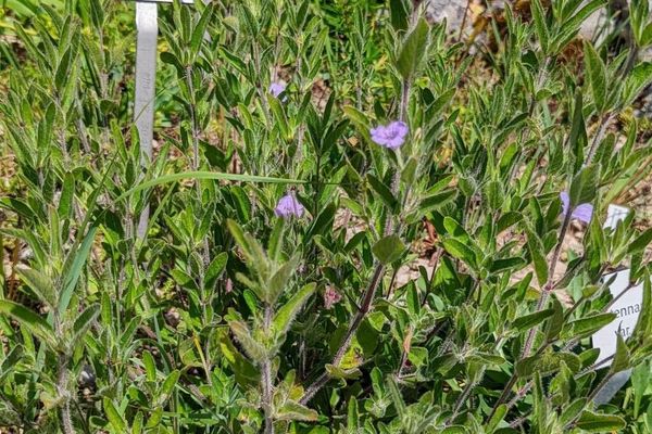 Fringe-leaf ruellia