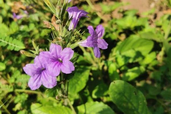 Violet wild petunia