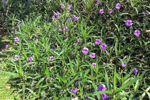 Britton's wild petunia