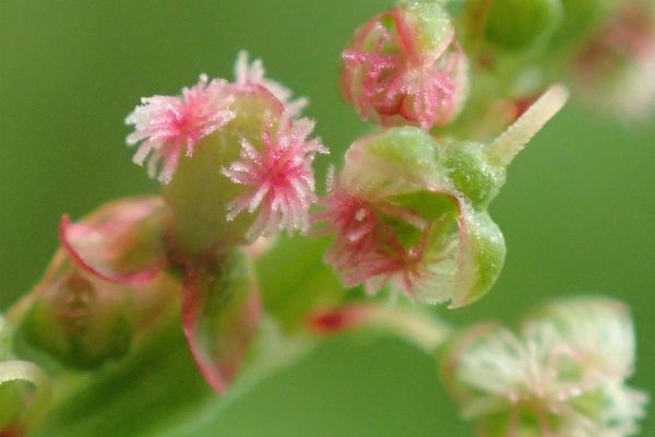 Rumex alpestris