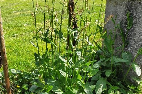 Rumex intermedius