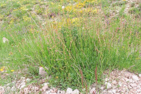 French sorrel