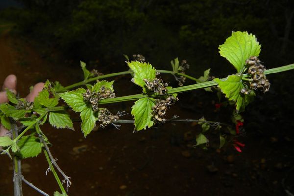 Russelia sarmentosa