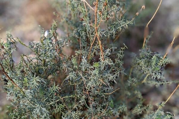Narrow-leaved fringed rue