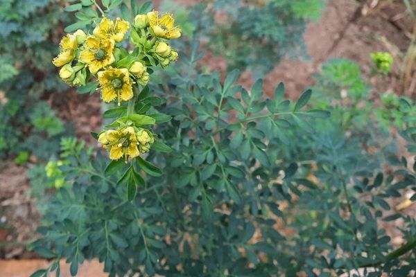 Fringed rue