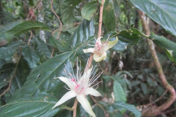 Ryania speciosa
