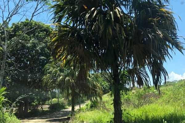 Trinidad palm