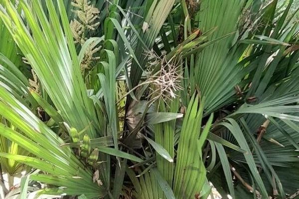 Bush palmetto