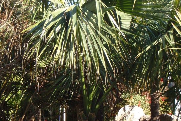 Blue palmetto