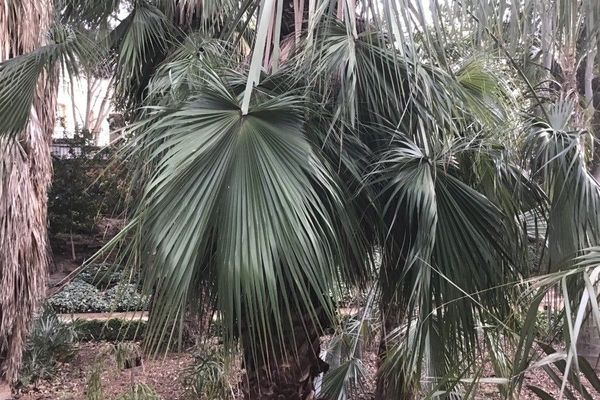 Thatch palm