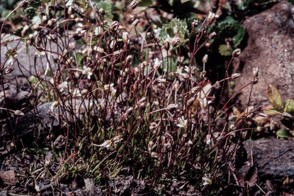 Bog stitchwort