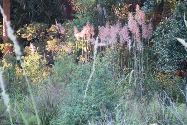 Sugarcane plume grass