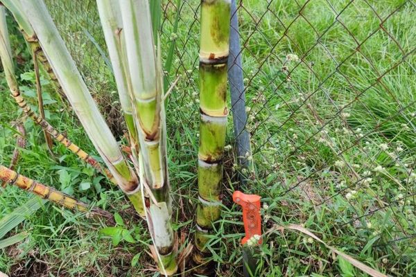 Sugarcane
