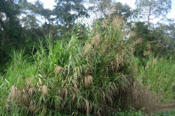 Fodder cane