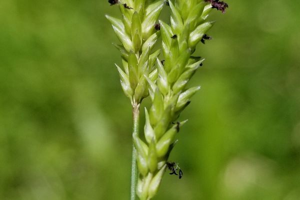 Chase's glenwood grass