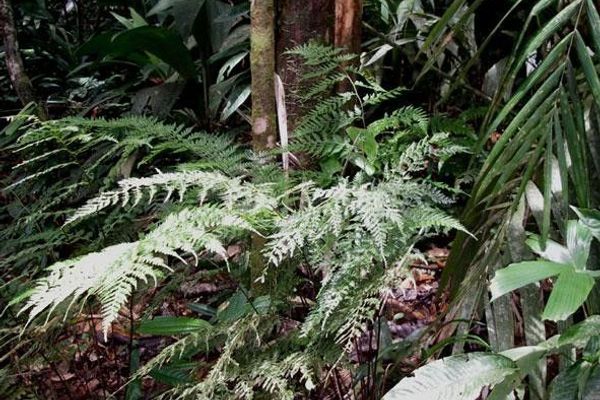 Forest soralpouch fern